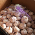 Fresh Pure White Normal White Purple White garlic supplier in China